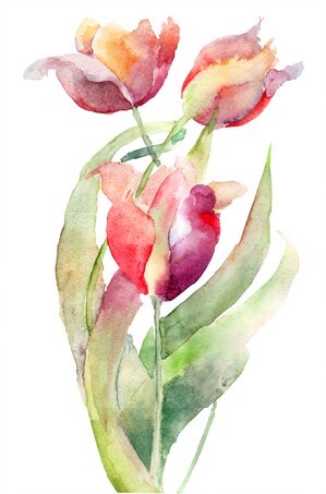 Watercolor illustration of Tulips flowers
